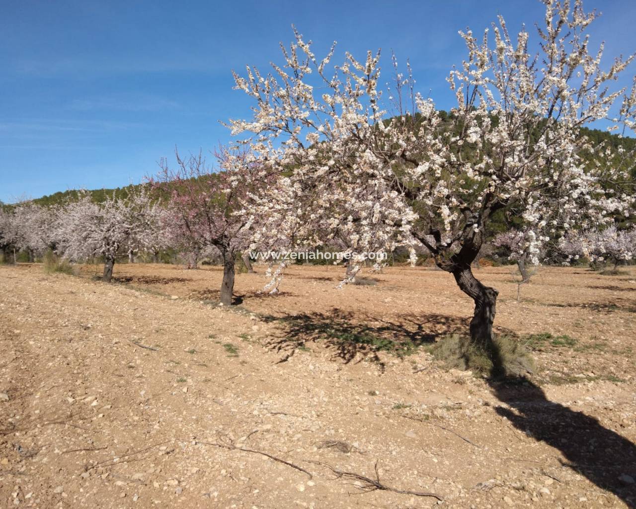 Finca - Resale - Bullas - Bullas