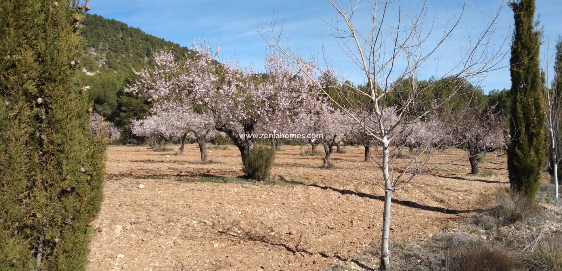 Resale - Finca - Bullas