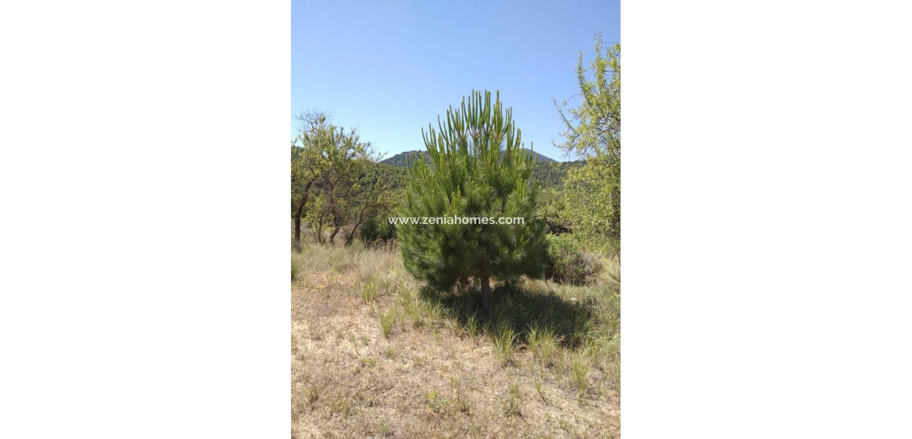 Resale - Finca - Bullas