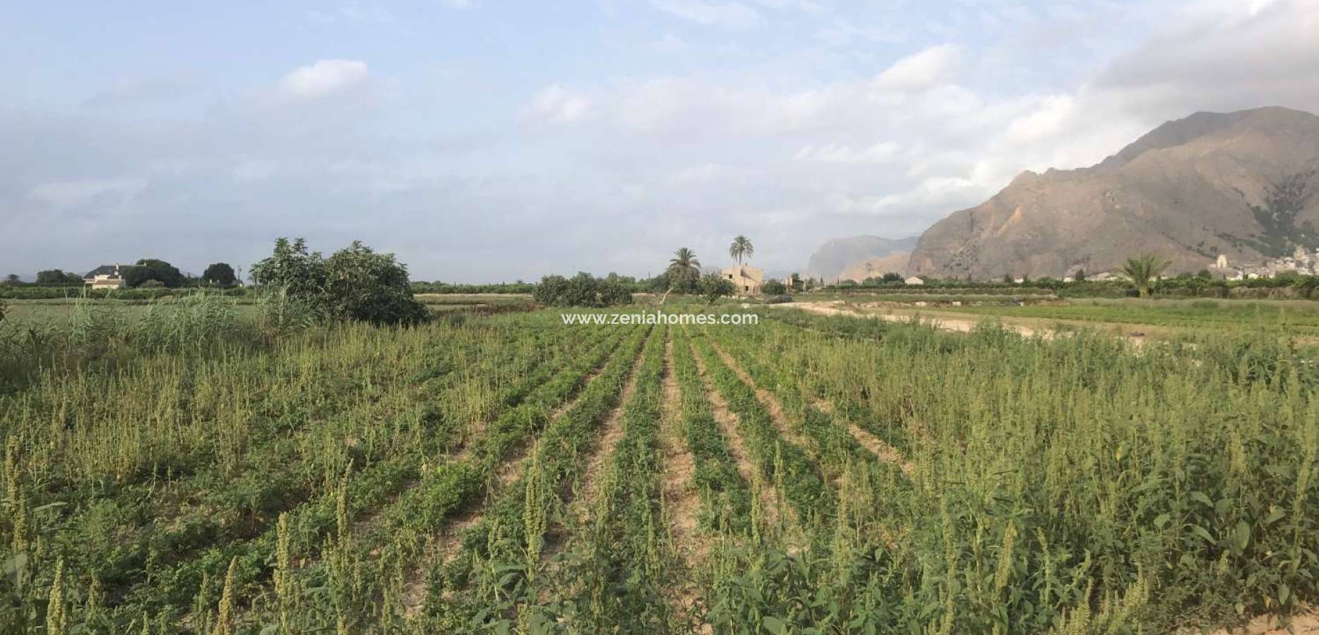 Venta - Finca - Callosa de Segura